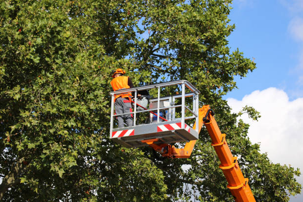 Best Commercial Tree Services  in Mascoutah, IL